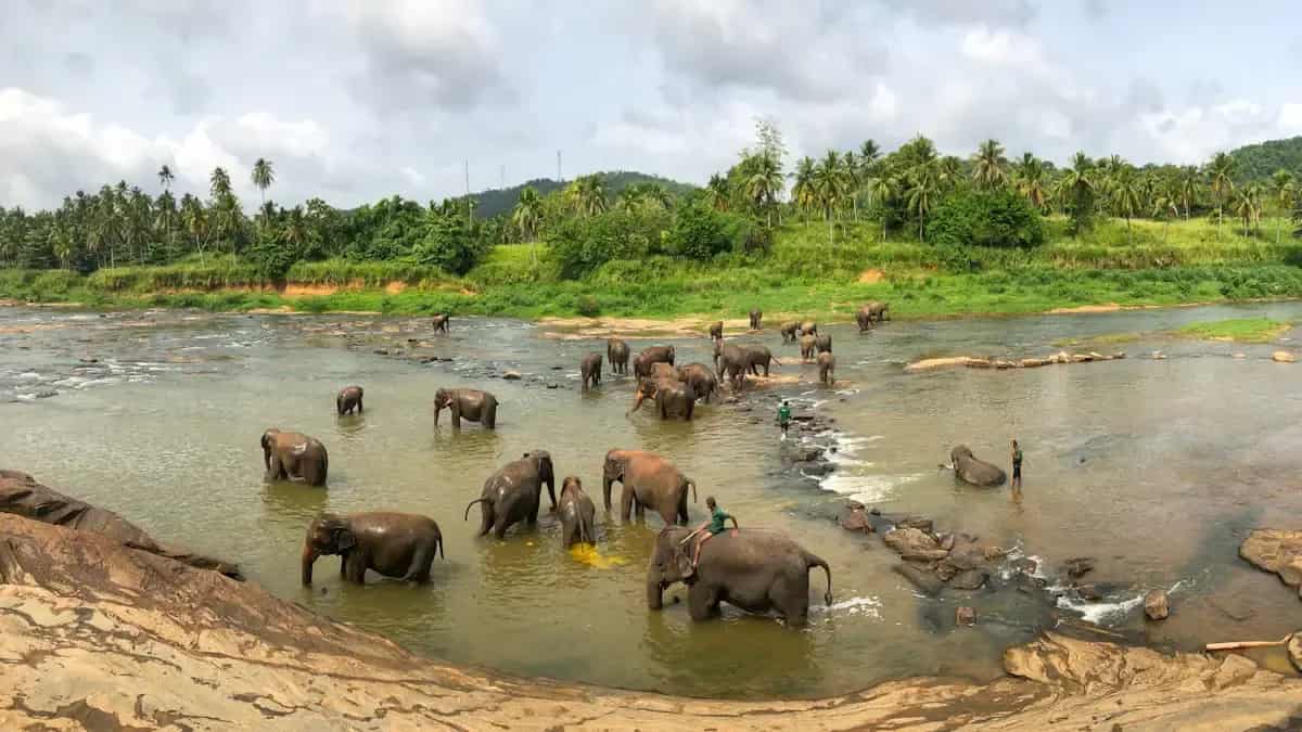 Elephants in a Sri Lankan national park