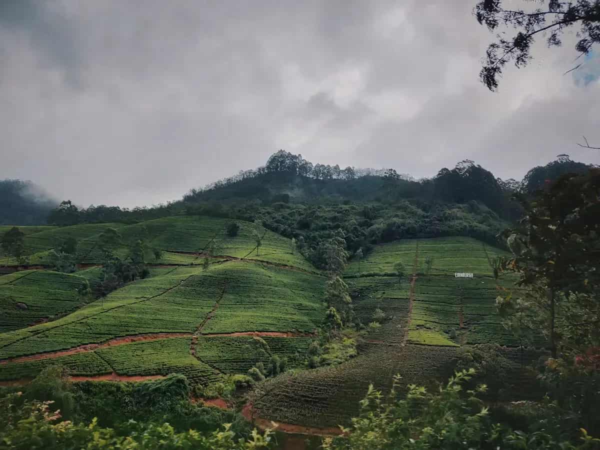 Hill-country landscape in Sri Lanka