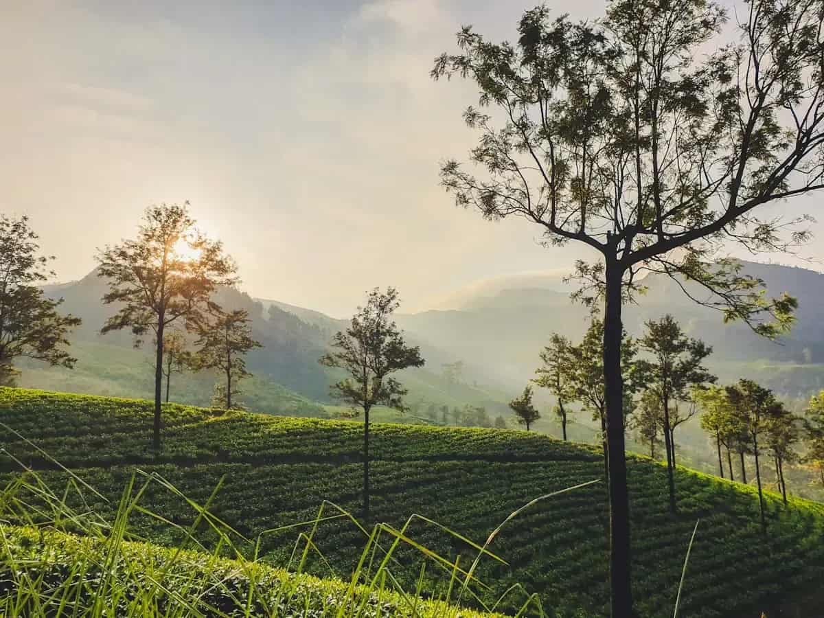 Sunrise over a tea estate in Sri Lanka