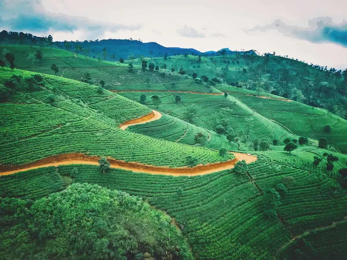 Tea estates in the hill country from the air