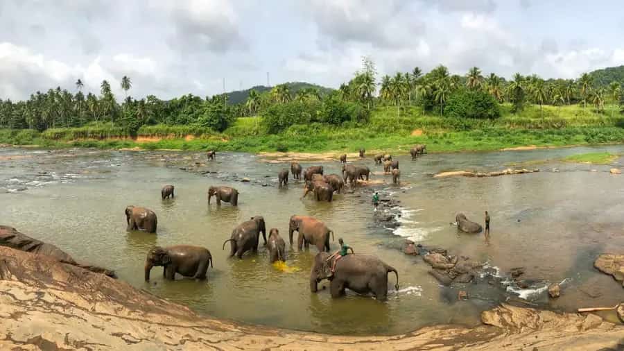 Elephants in a Sri Lankan national park