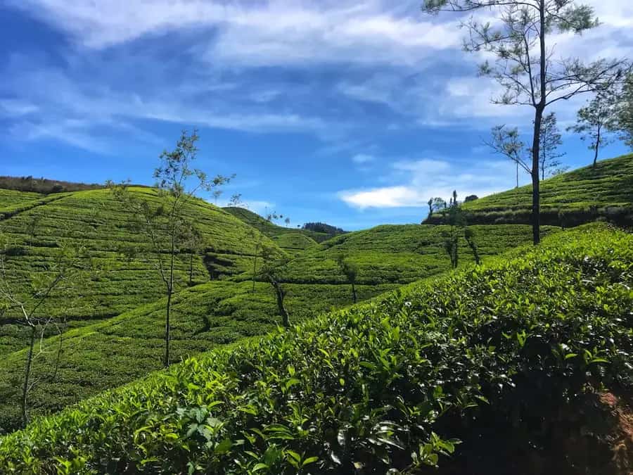 Ceylon Tea Trails, Hatton