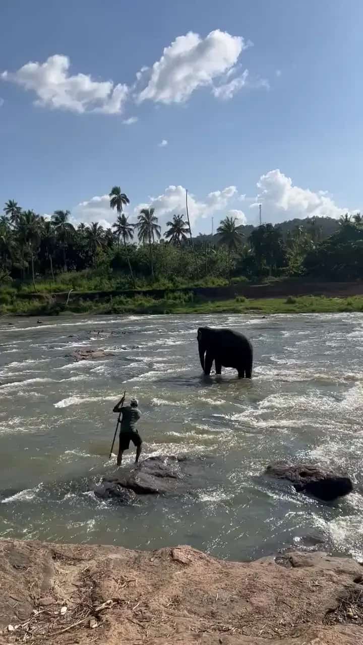Elephant in the river with its mahout