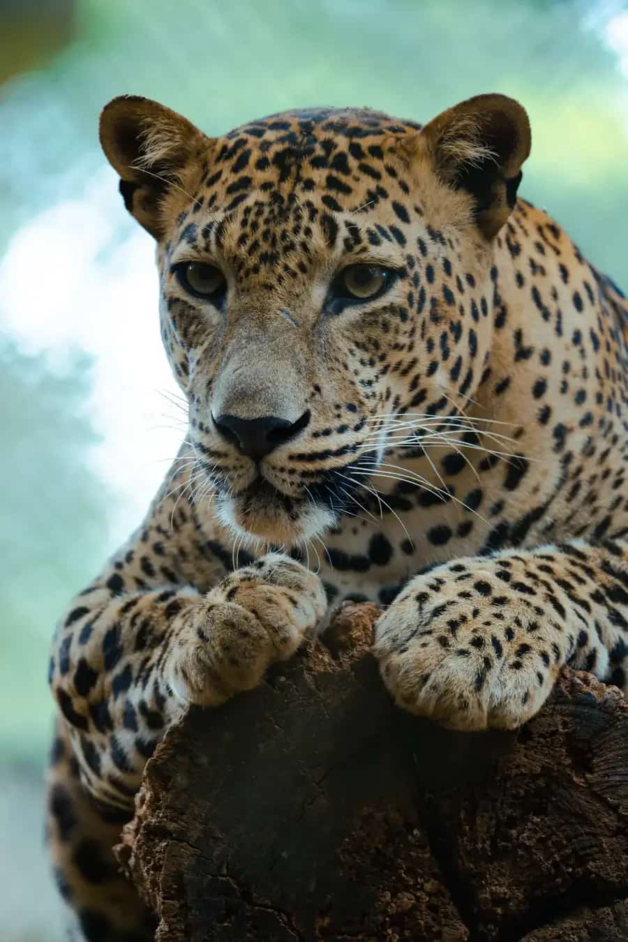 Wild Coast Tented Lodge, Palatupana