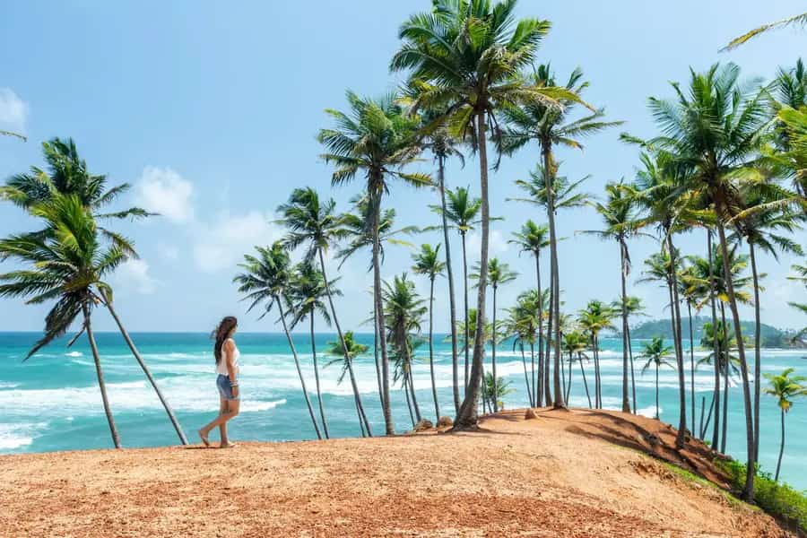 Palm trees on a quiet beach in Sri Lanka