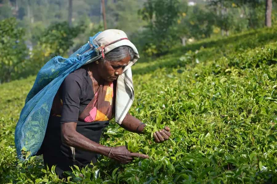 Tea picker on a tea estate