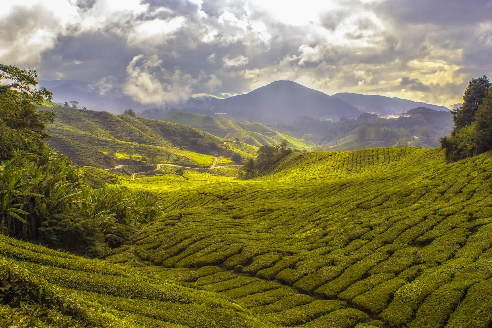 Nuwara Eliya