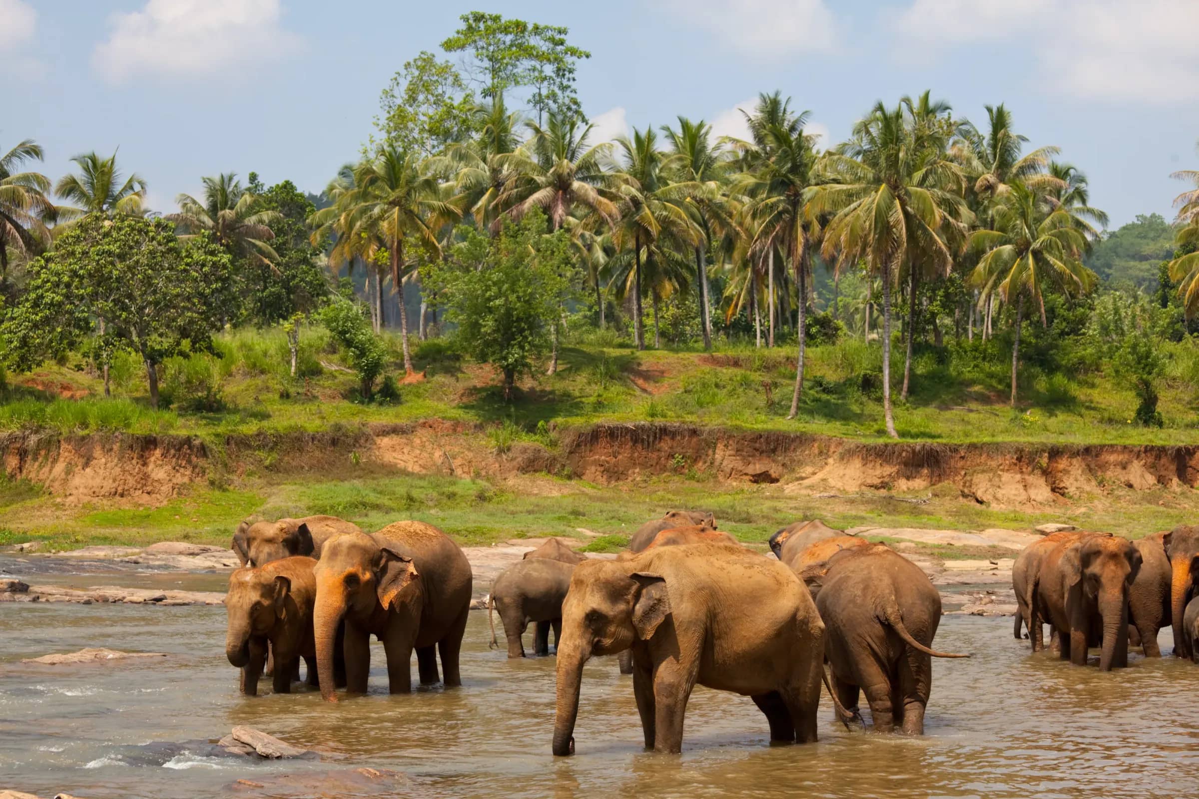 Herd of elephants bathing in a river
