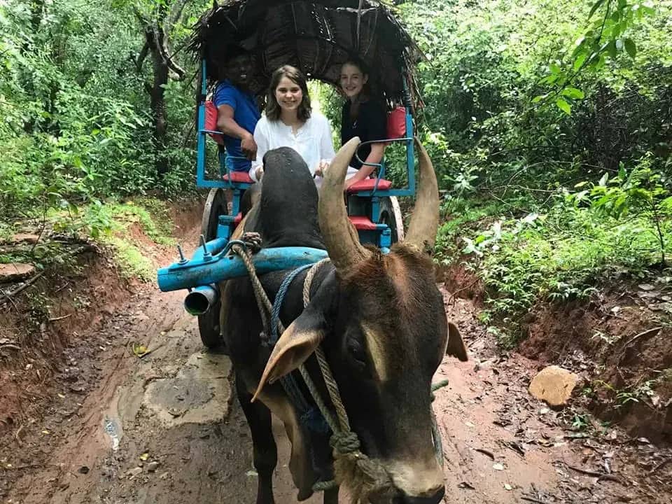 Bullock-cart ride through a village