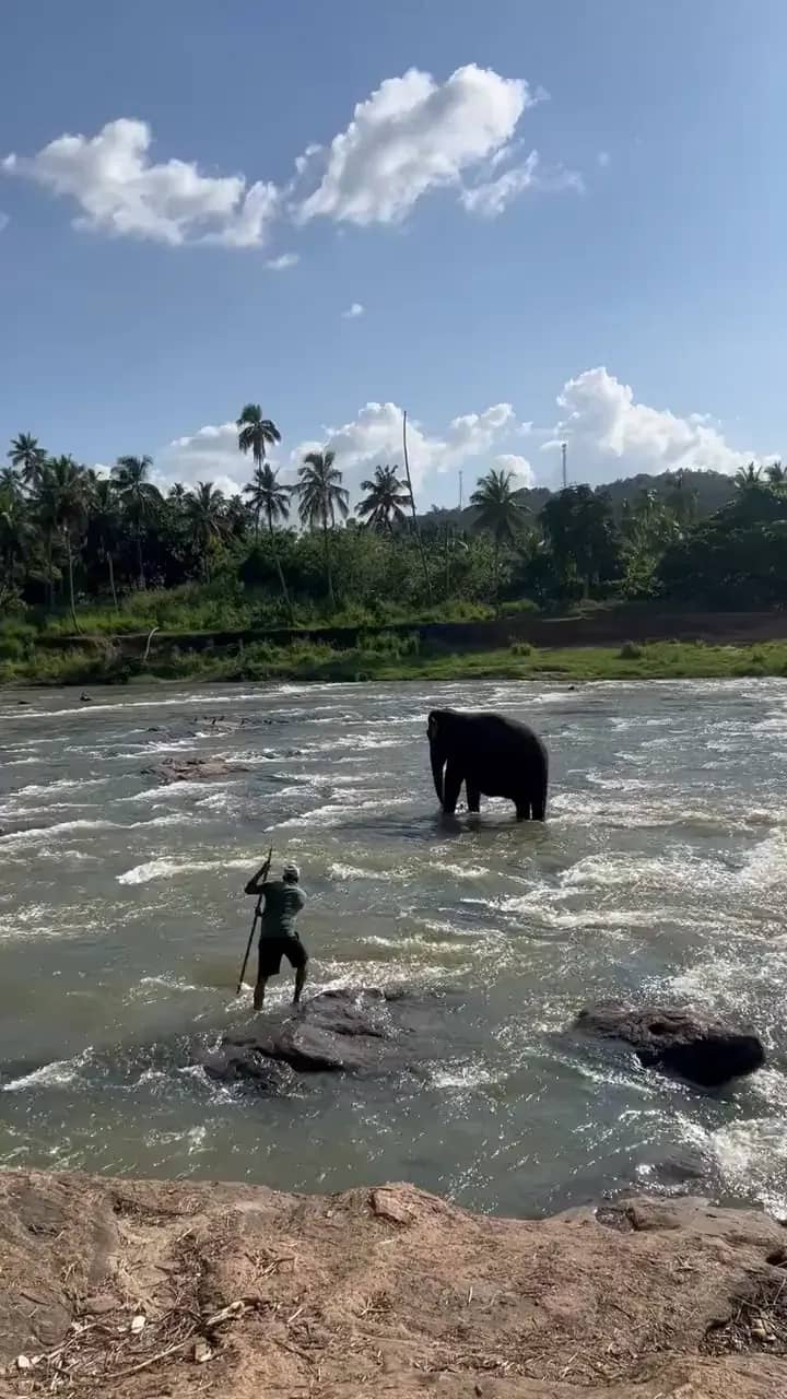 Elephant in the river with its mahout