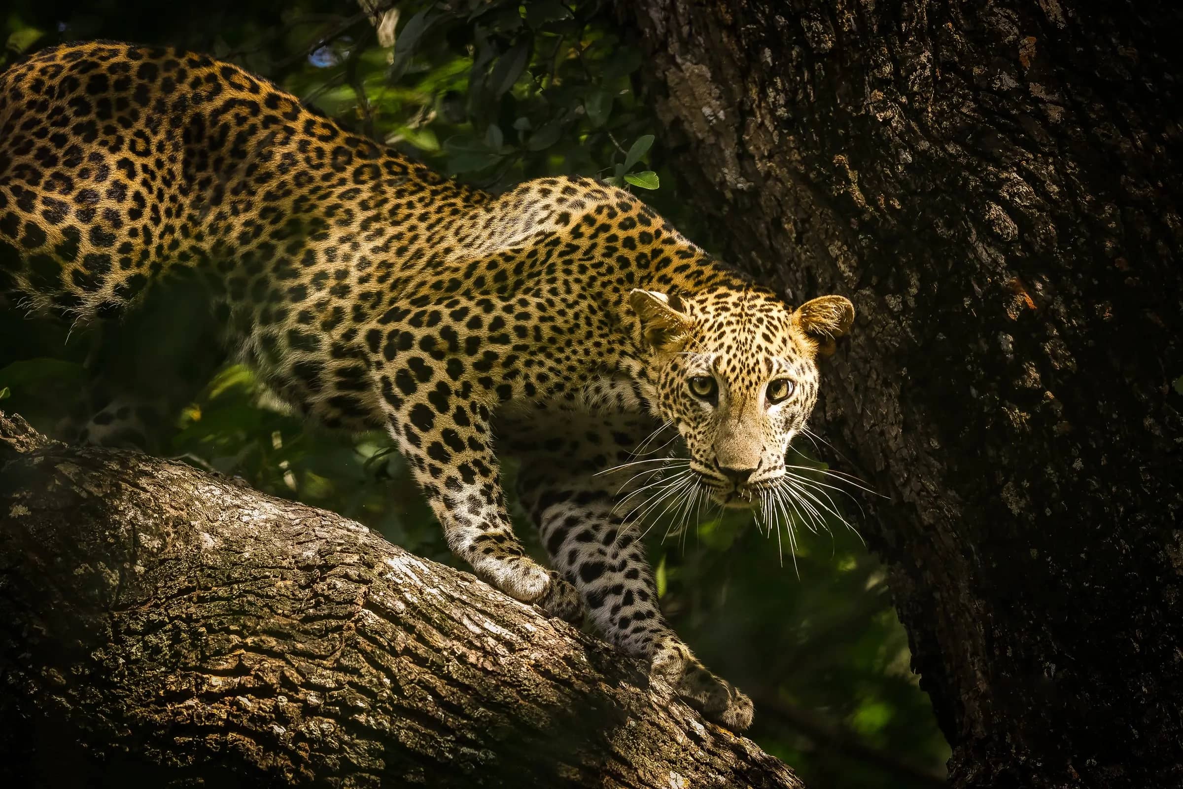 Leopard in a tree – safari in Sri Lanka