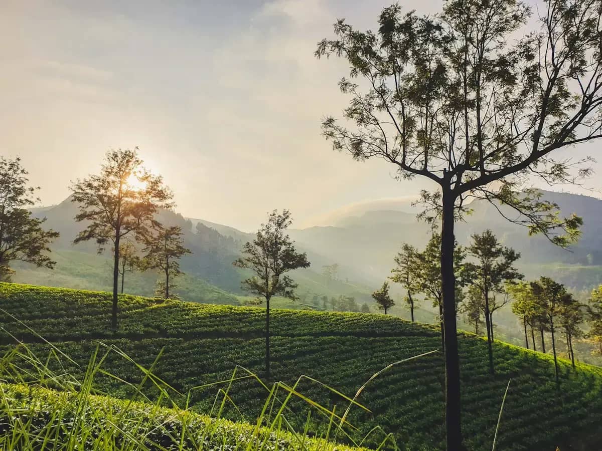 Sunrise over a tea estate in Sri Lanka
