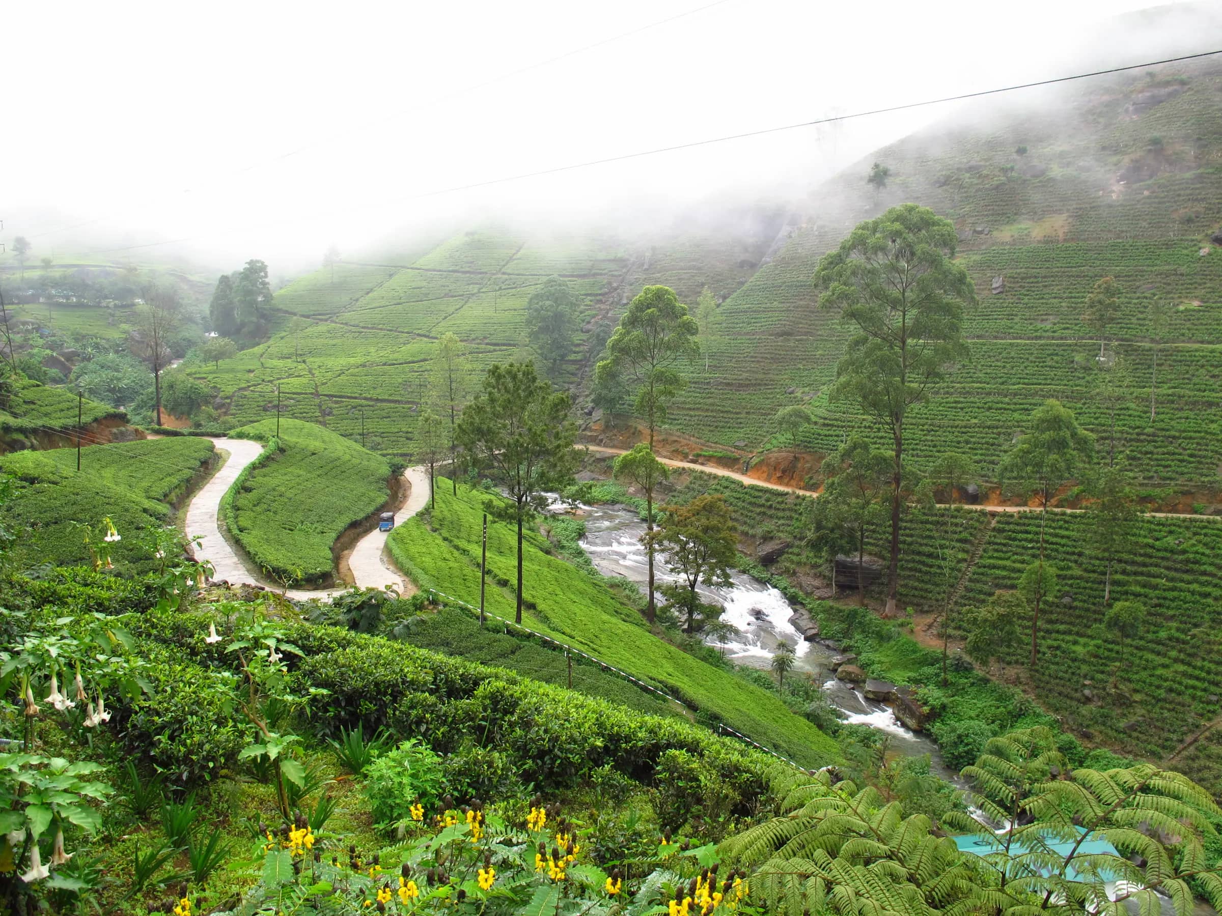 Tea plantations in the mist near Nuwara Eliya – Sri Lanka hill country