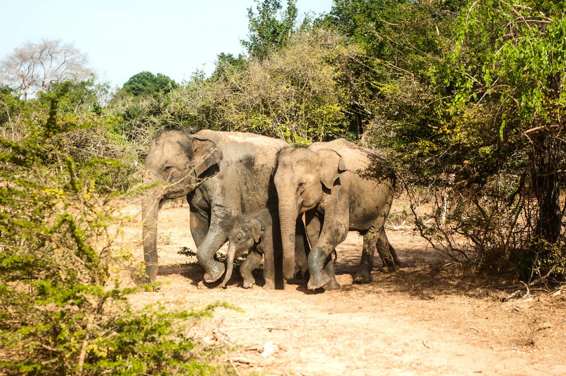 Sri Lanka travel brochure: Family Compact (PDF)