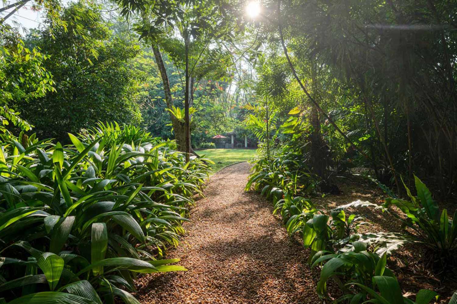 Sinharaja Rainforest